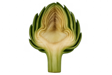 Artichoke half cross-section cut showing fresh green raw vegetable heart and edible leaves on transparent background