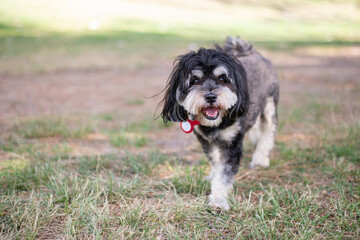 happy Malshi dog running in the park, wearing a gps tracking tag