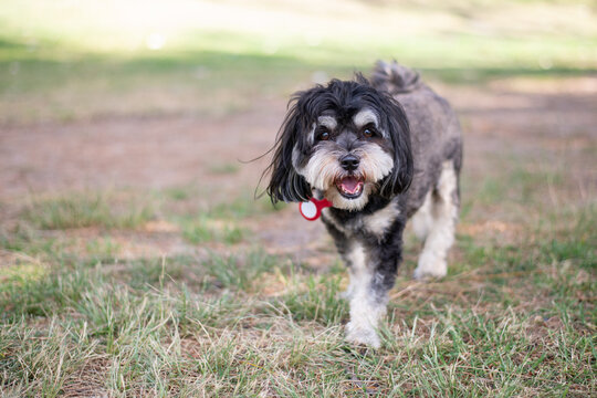 happy Malshi dog running in the park, wearing a gps tracking tag - Powered by Adobe