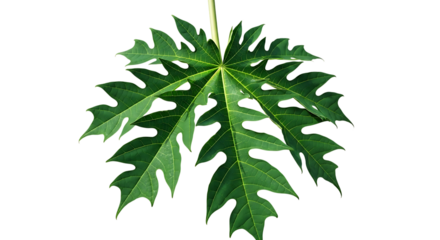 Close up of green papaya leaf isolated on transparent background for botanical study and nature illustration