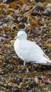 Seagull Standing on Seaweed-Covered Shoreline in Cromarty, Scotland