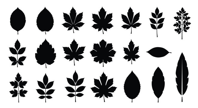 Various leaf silhouettes vector illustration different leaf types set