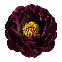 Luxurious deep red peony flower with a vibrant yellow center against a dark background