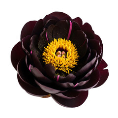 Dark burgundy peony flower with vibrant yellow center against a black background