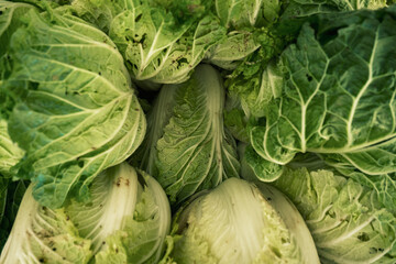 Close-up view of fresh Napa cabbage heads, showcasing textured green leaves and natural patterns.