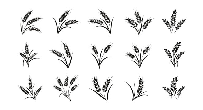 Wheat ears vector set, grain harvest illustration, agriculture design art