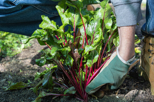 Home grown beetroot being picked fresh from garden vegetable patch - Powered by Adobe