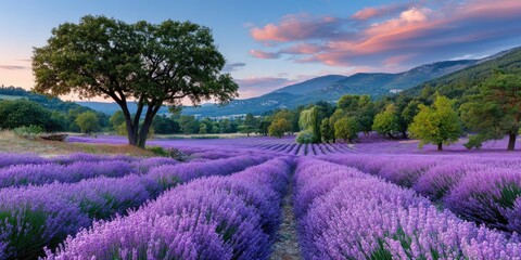 a beautiful lavender field in full bloom at sunset, with rows of purple flowers stretching as far as the eye can see