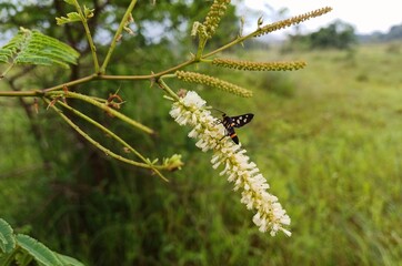 Acacia catechu plant flower, Cutch Tree, white colour Acacia catechu flower.
