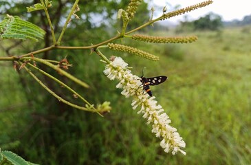 Acacia catechu plant flower, Cutch Tree, white colour Acacia catechu flower.