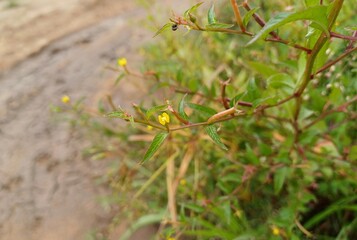 Perennial Water Primrose flowers, Ludwigia plant, Perennial water primrose, Uruguay waterprimrose.