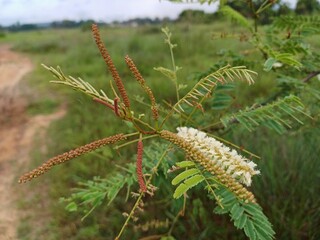 Acacia catechu plant flower, Cutch Tree, white colour Acacia catechu flower.