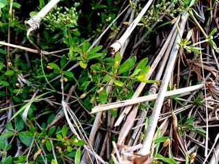 Glinus plant, Glinus oppositifolius plant in the wild, Gima Shak.