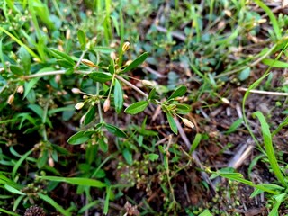 Glinus plant, Glinus oppositifolius plant in the wild, Gima Shak.