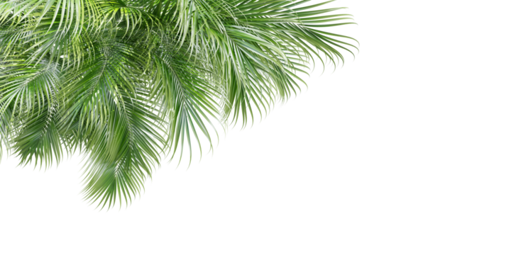Green palm tree on transparent background 3d rendering png