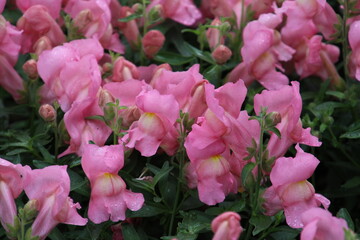Pink Snapdragons,