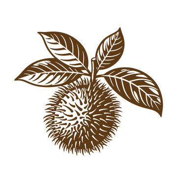 brown spiky fruit with leaves clip art preview