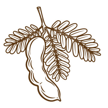 Detailed vintage art illustration of a tamarind fruit pod with leaves on a white background