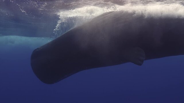 A group of sperm whales traveling through deep open water. Detailed shots, natural interaction, calm movement, and a pristine marine environment with no boats or humans.