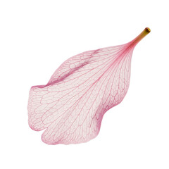 Delicate pink cherry blossom petal with intricate details isolated on transparent background