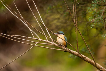 Azure Kingfisher on a branch