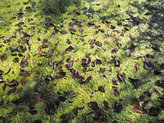 池の水面を覆いつくす藻と落ち葉