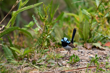 Male superb Fairy wren