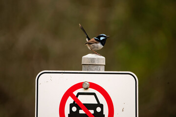 Fairy wren on a sign