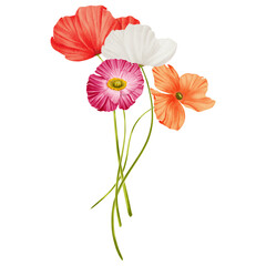 Set of wildflowers bouquet watercolor on isolated background. Poppy wildflower arrangement