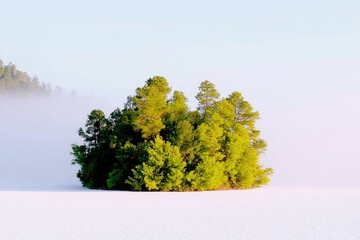 A small island covered in vibrant green trees stands isolated in a white, misty landscape, with a hint of distant trees on the left.