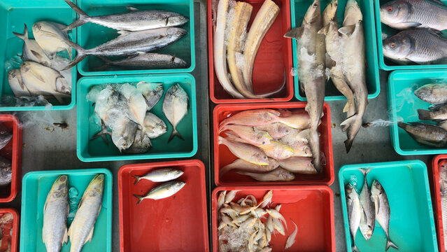 Indian fish market, different type of fish