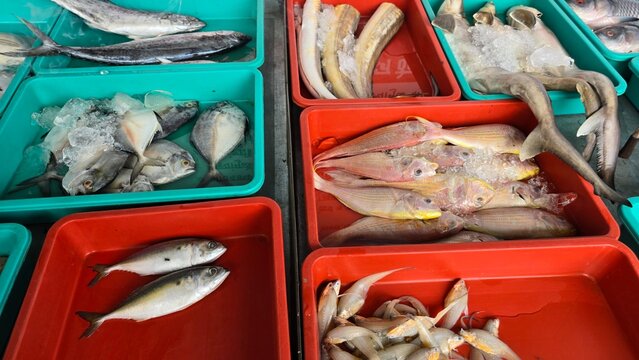 fish on the market, fresh fish on indian market