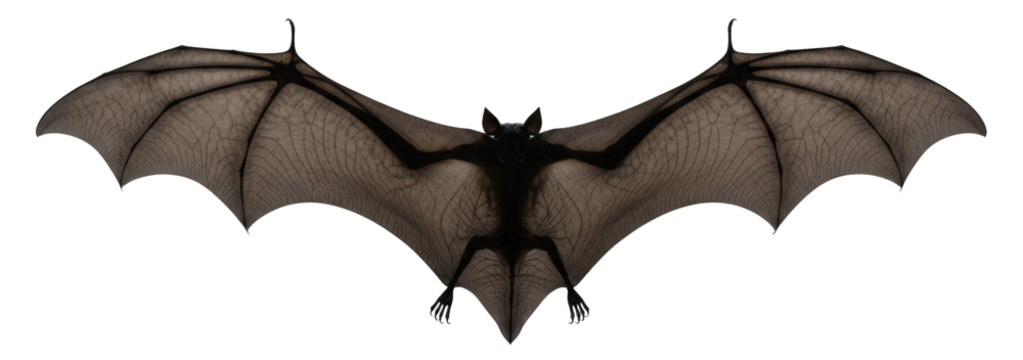 A Gray Bat With Wide Open Wings Isolated On A Transparent Background
