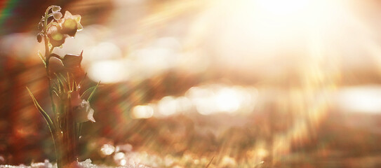 The first spring flowers. Snowdrops in the forest grow out of the snow. White lily of the valley flower under the first rays of the spring sun. © alexkich