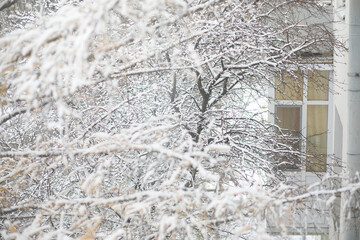 Winter Park. Landscape in snowy weather. January.