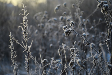 White snow on a bare tree branches on a frosty winter day, close up. Natural background. Selective botanical background.