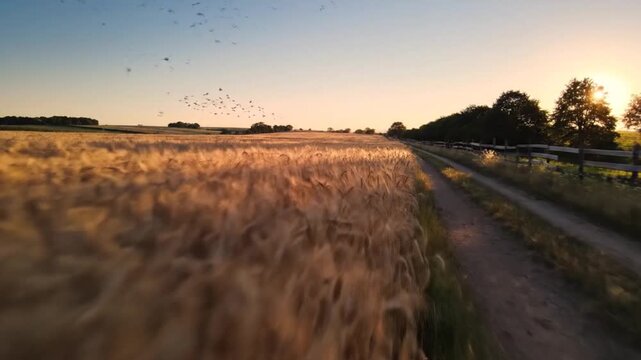 Golden Hour Over a Wheat Field Capturing the Serene Beauty of Agriculture at Sunset