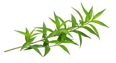 Fototapeta premium A Vibrant Green Leafy Branch with Small Yellow Dots Isolated on a Transparent Background