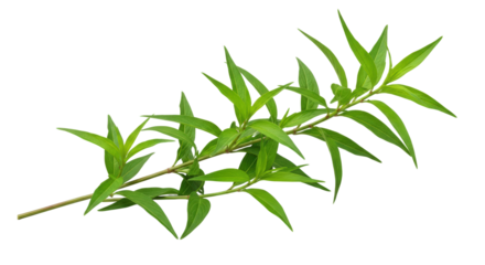A Vibrant Green Leafy Branch with Small Yellow Dots Isolated on a Transparent Background