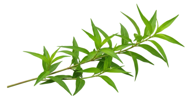 A Vibrant Green Leafy Branch with Small Yellow Dots Isolated on a Transparent Background