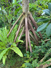 タコノキの気根