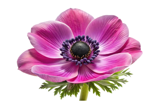 Vibrant pink anemone flower with dark center isolated on transparent background