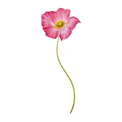 Pink poppy watercolor on isolated background. Poppy flower of wildflower clipart
