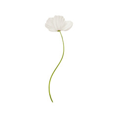 white poppy watercolor on isolated background. Poppy flower of wildflower clipart