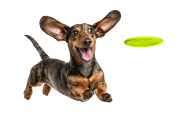 Playful funny Dachshund Weiner pet dog catching a green frisbee isolated PNG cutout, transparent background. Canine training, active happy healthy doggy playing