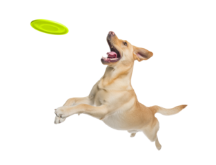 Playful funny Labrador Retriever pet dog catching a green frisbee isolated PNG cutout, transparent background. Canine training, active happy healthy doggy playing