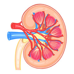 Kidney Cross Section Detailed Renal Arteries and Veins Illustration