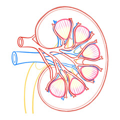 Human Kidney Cross Section Renal Blood Vessel Outline Diagram