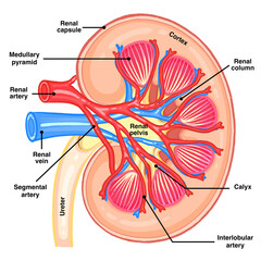 Labeled Human Kidney Anatomy Diagram Medical Educational Chart