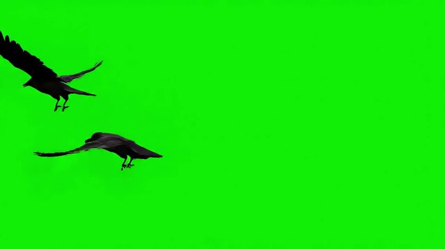 Green Screen black crows fly into the clear sky from right to left then disappear smooth unhurried flight of birds over horizon chromakey footge in and out appearing scene 2 with distortion, overlay